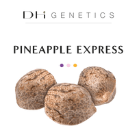 GRAINES CBD - Pineapple Express