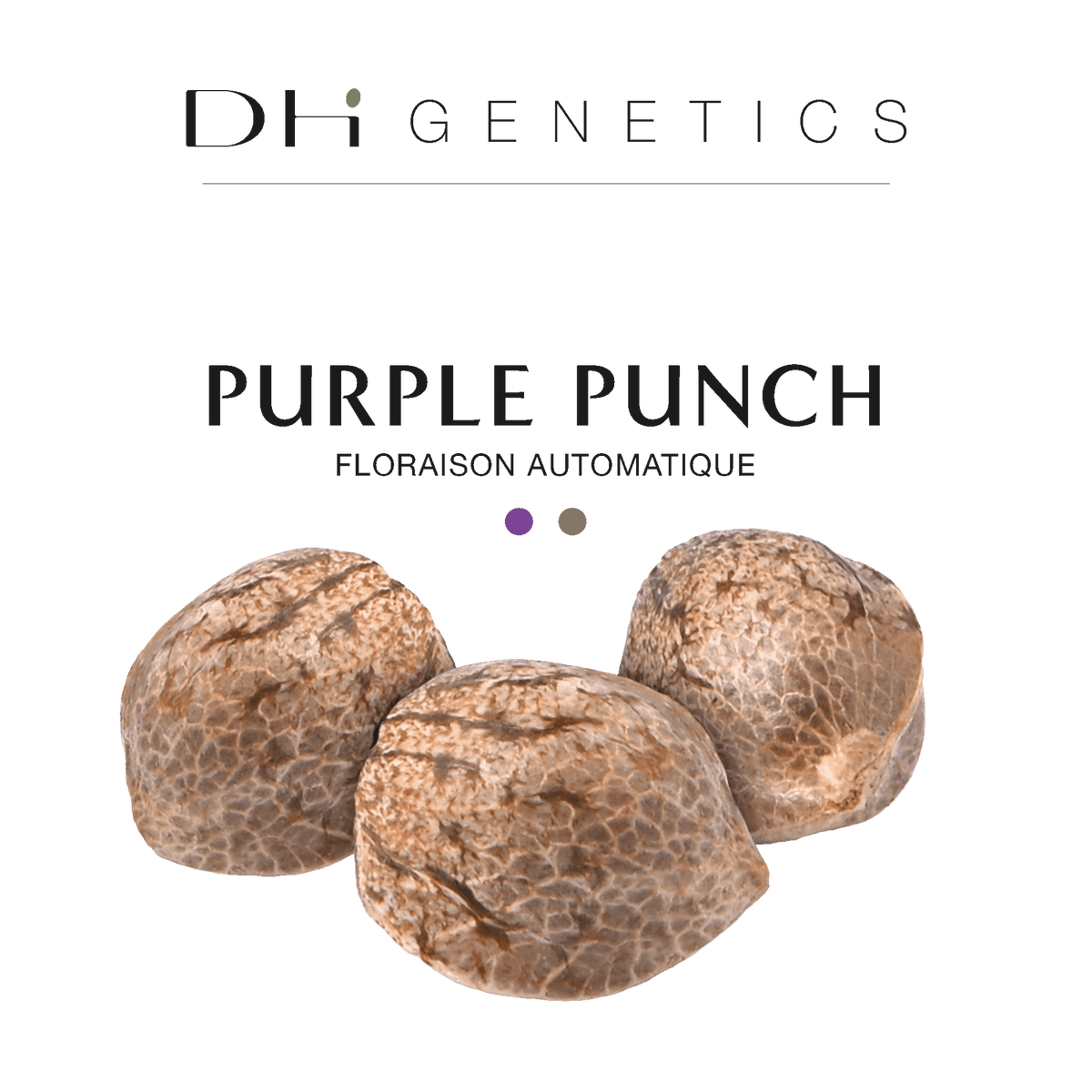 GRAINES CBD - Purple Punch Automatique