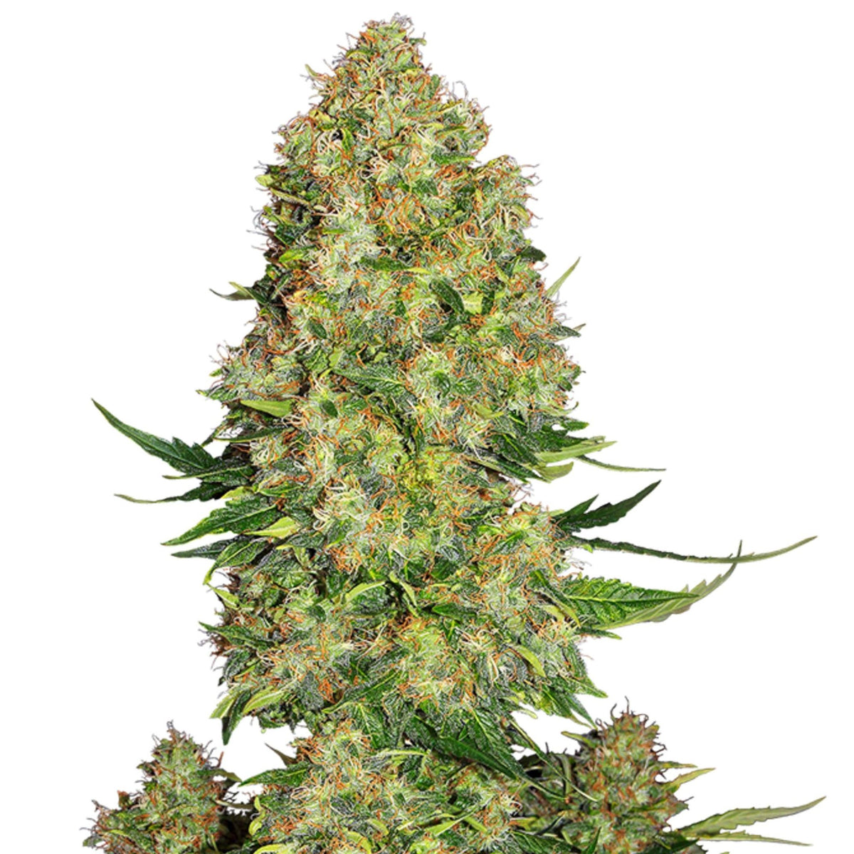 GRAINES CBD - Tutti Frutti (rapide) (2)