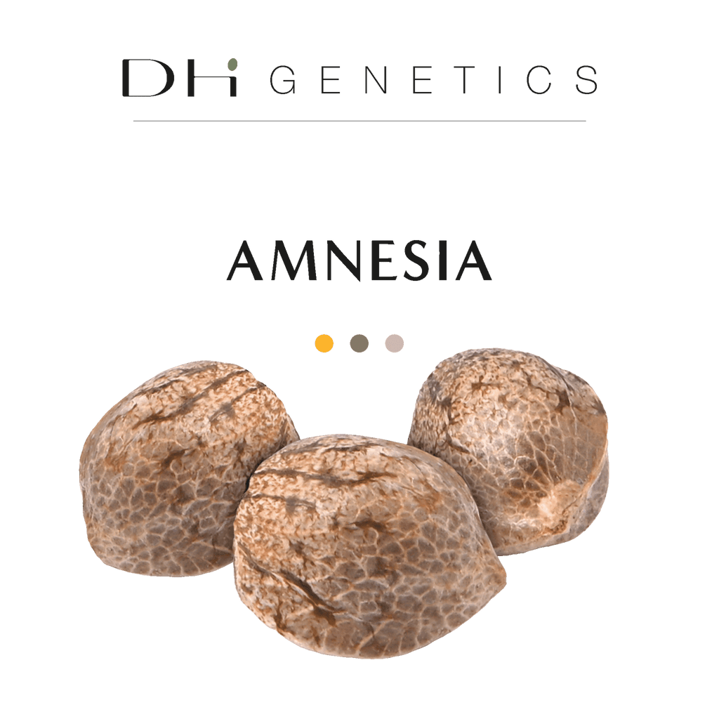 amnesia thc