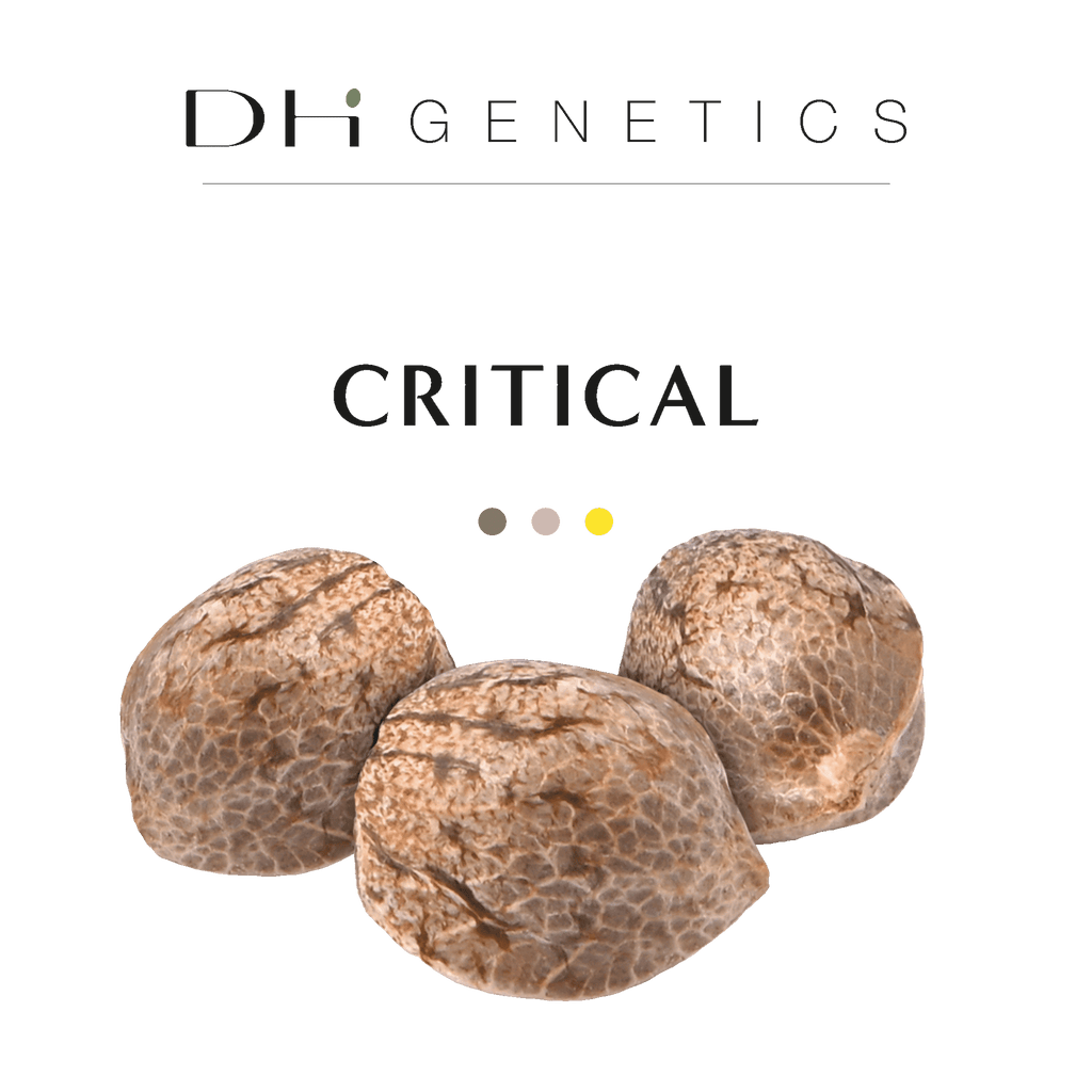 GRAINES THC - Critical - Collection
