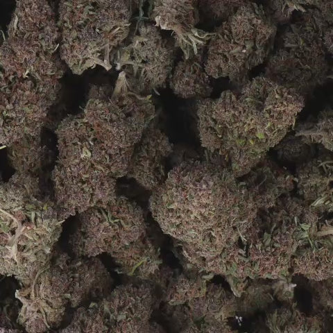 SCARY DOOBIE KUSH - INDOOR
